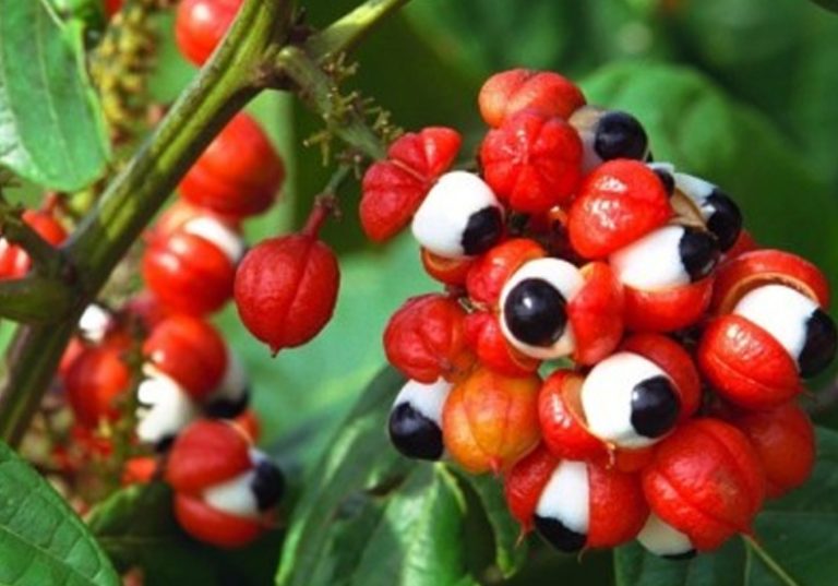Xô Fadiga!!!! Tome Guaraná
