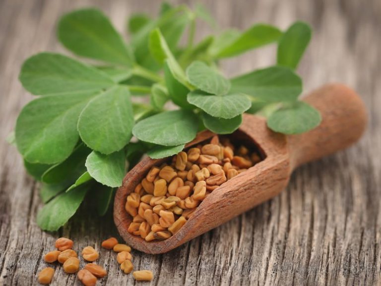 Feno Grego: 4 Benefícios e os Usos na Medicina Tradicional